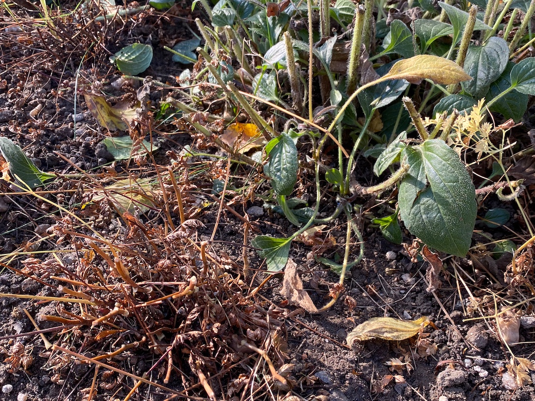 Zazimování trvalek