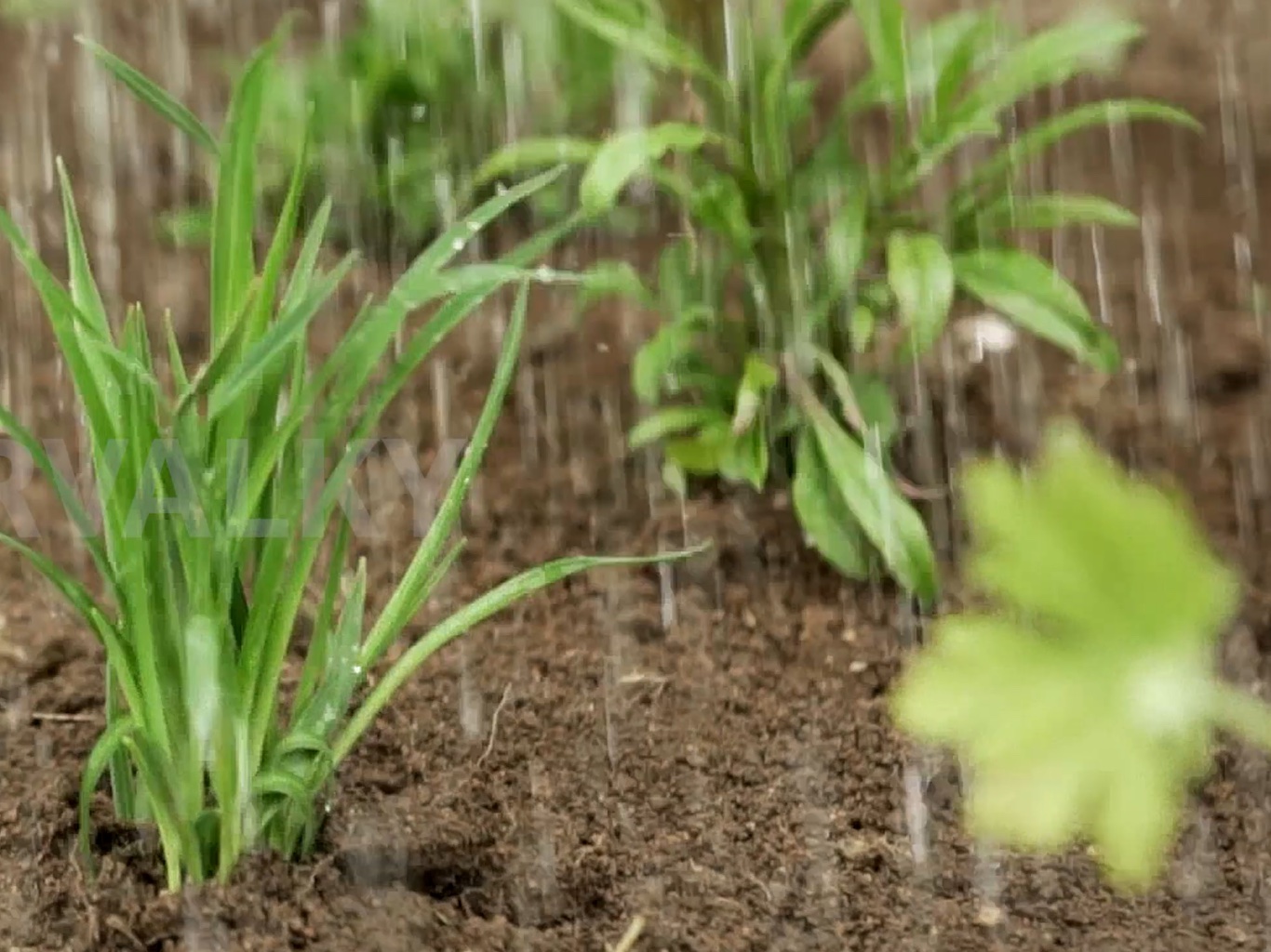 Zalévání trvalkových záhonů