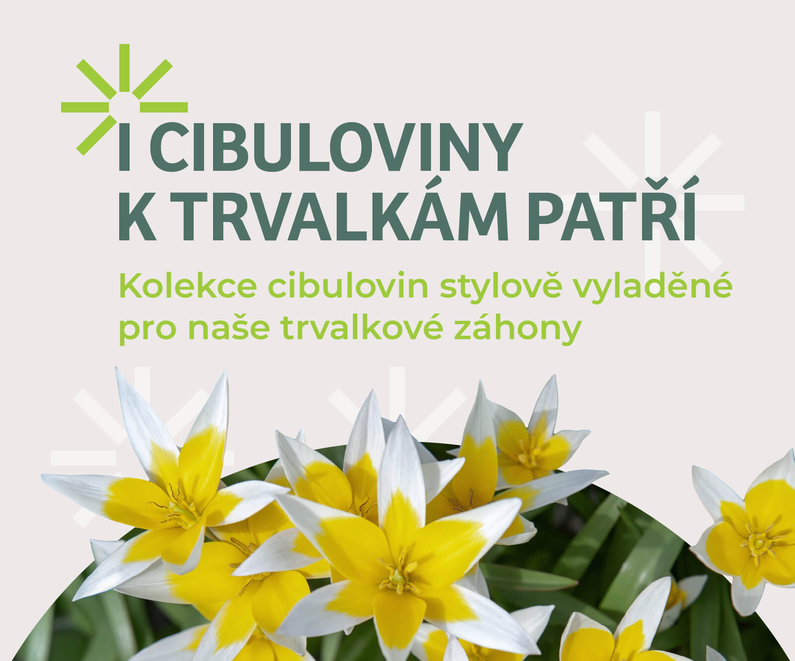 kolekce cibulovin pro trvalkové záhony