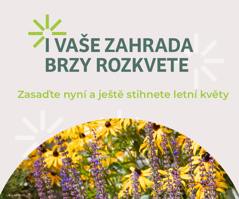 Zasaďte na jaře a ještě stihnete letní květy