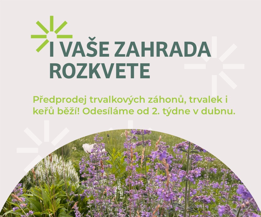 Předprodej trvalkových záhonů jaro 2026
