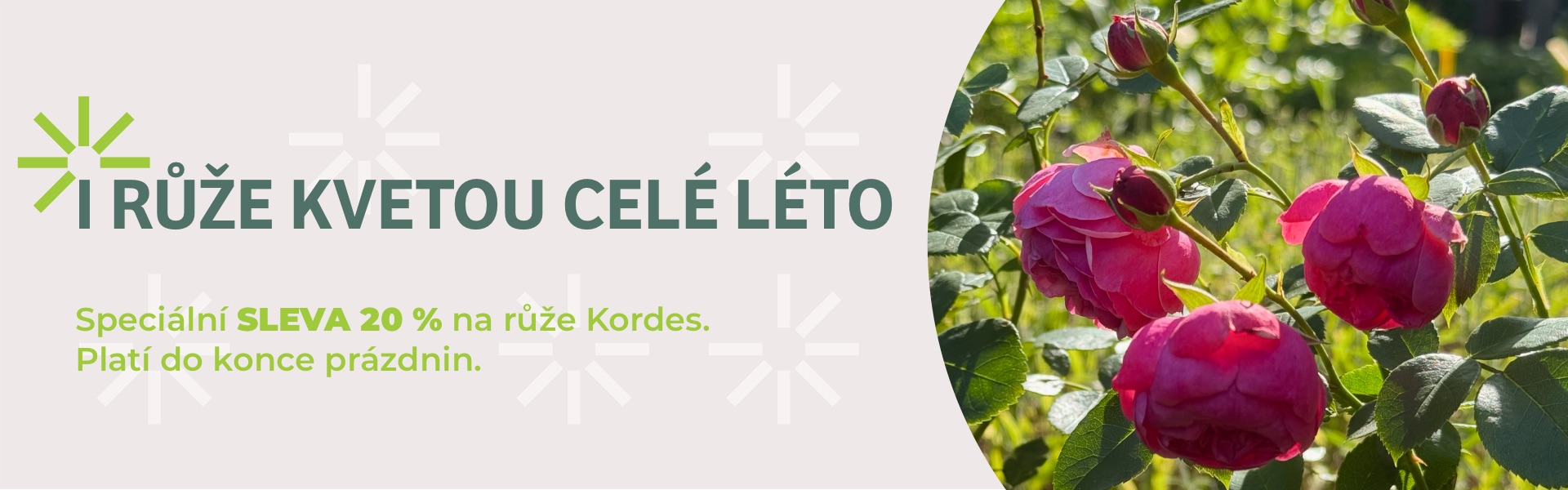Růže Kordes – sleva 20 % do konce prázdnin 2026