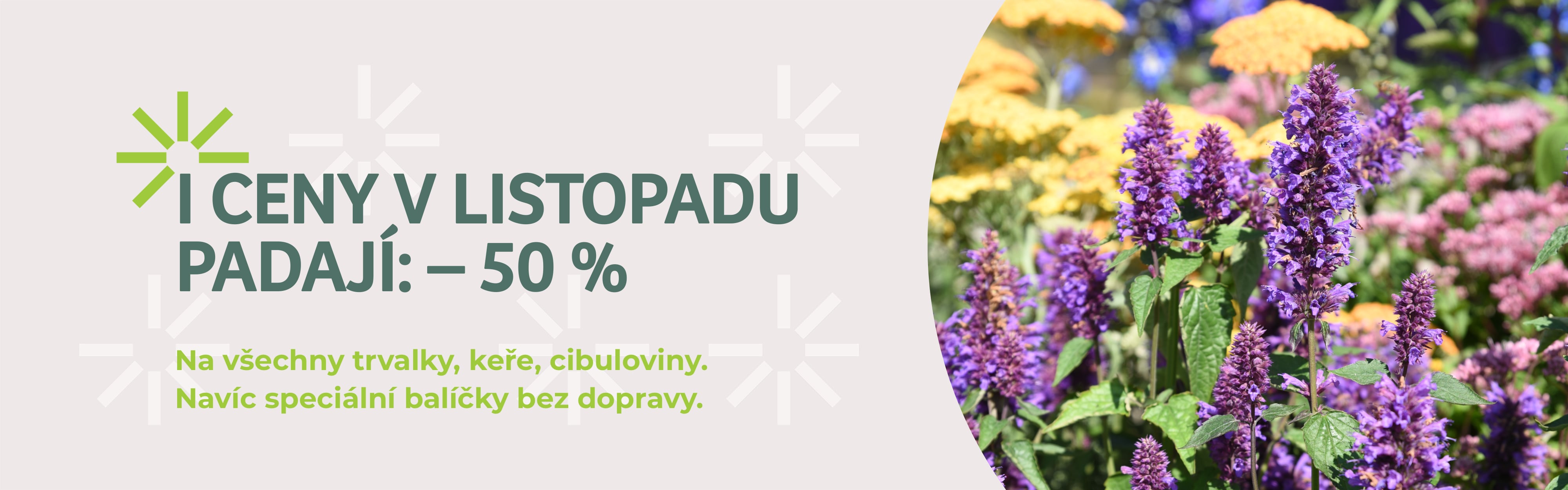 Listopadový výprodej trvalek