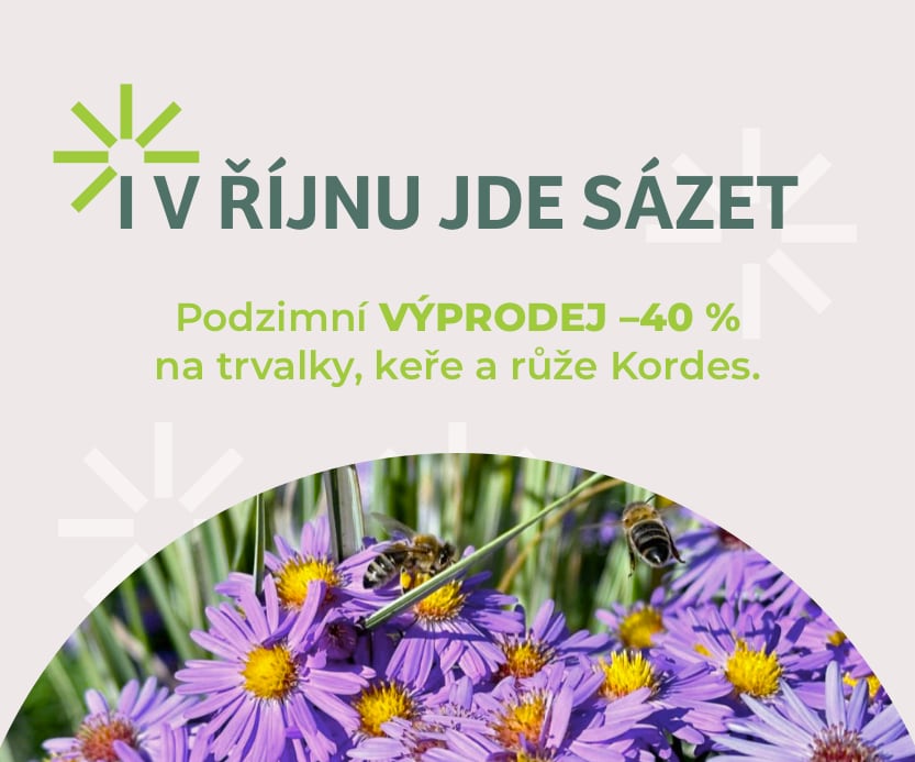 Listopadový výprodej trvalek, cibulovin a keřů