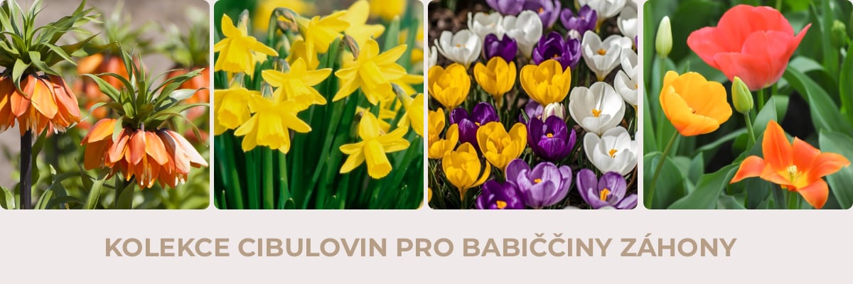 cibuloviny_BAB