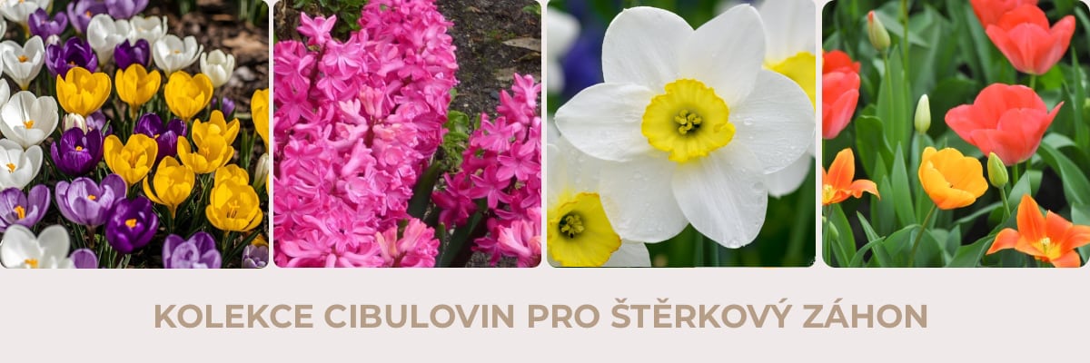 cibuloviny_STERK