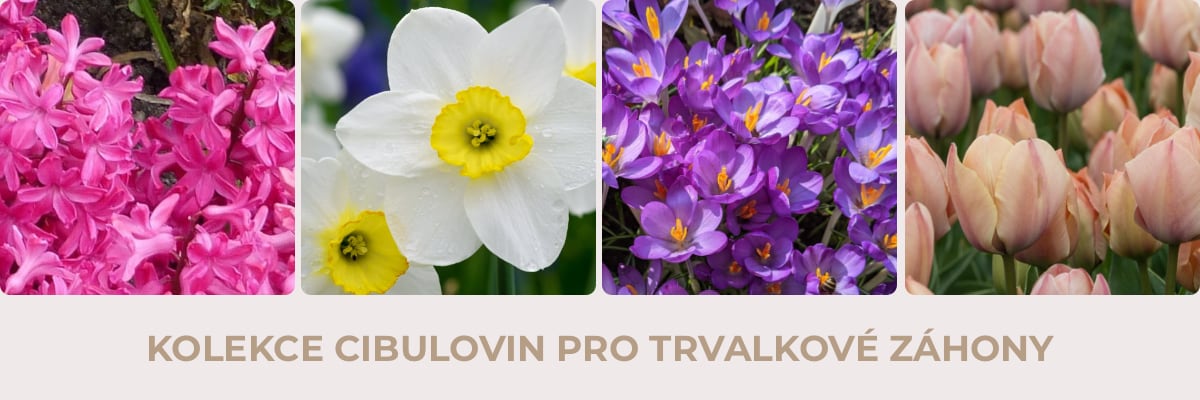 cibuloviny_TRV