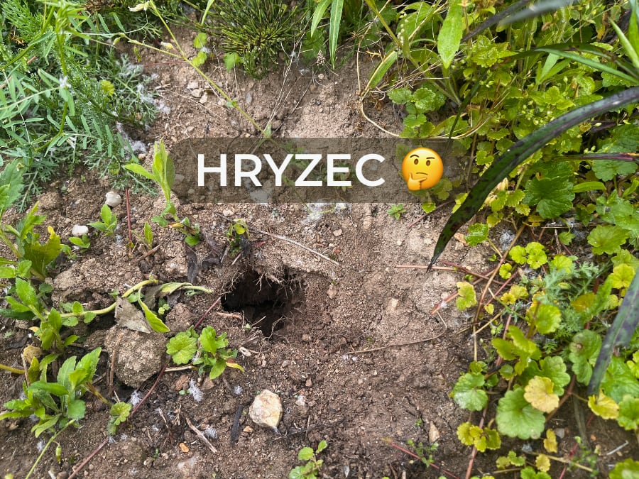 hryzec