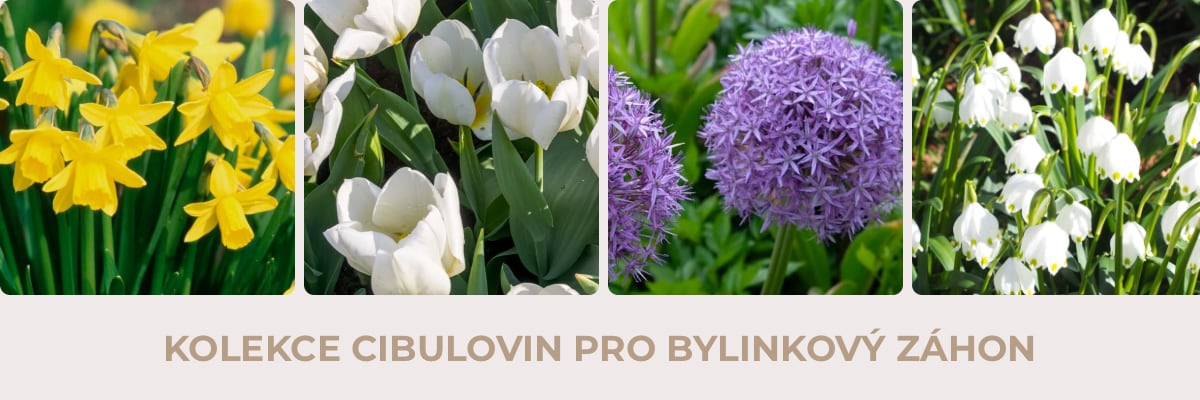 kolekce_BYL