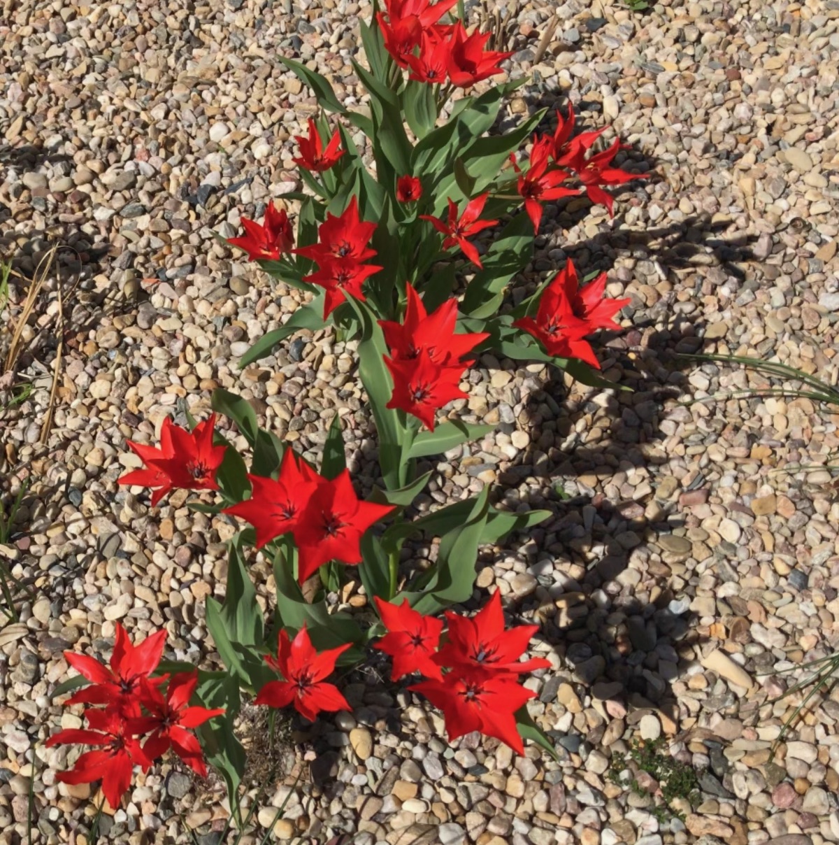 tulipany_cervene