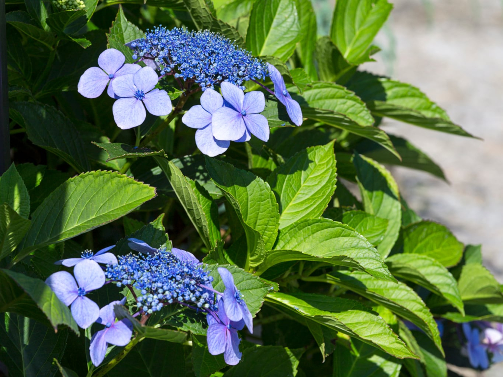 hortenzie velkolista blaumeise