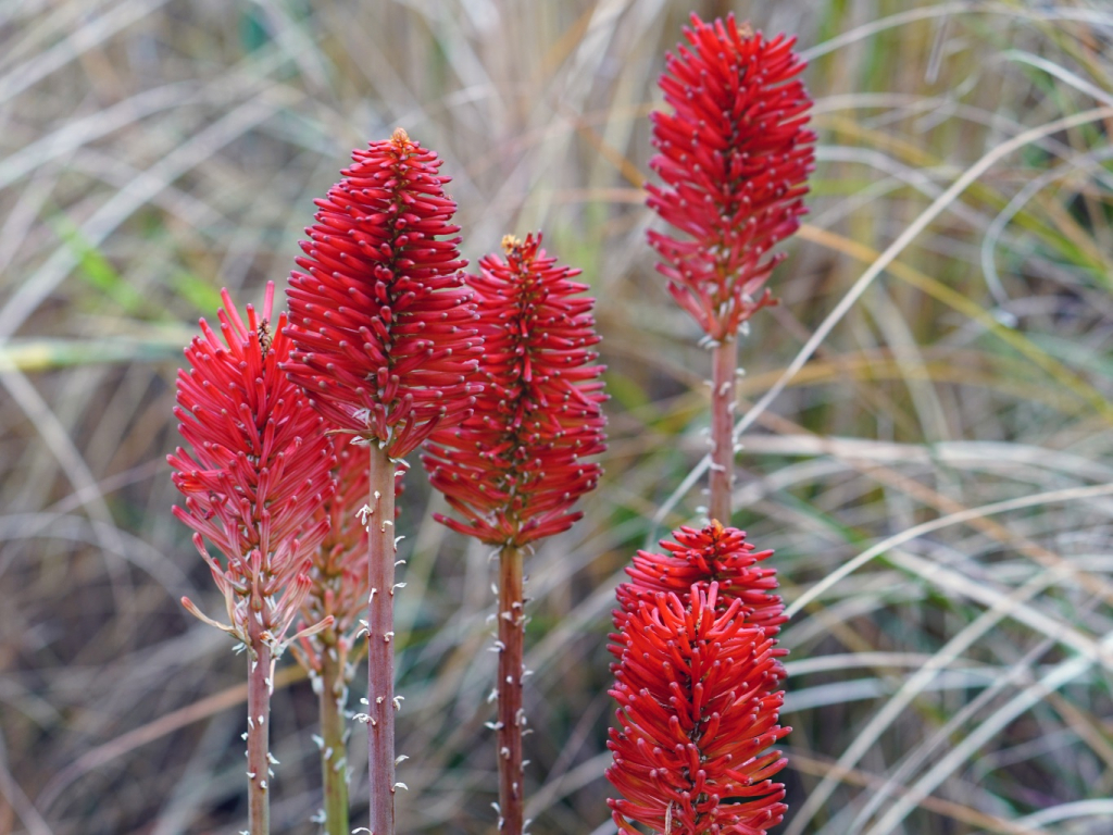 kniphofia redhot popsicle