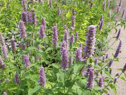 agastache