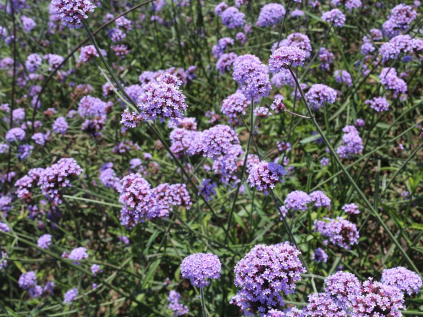 verbena sporys