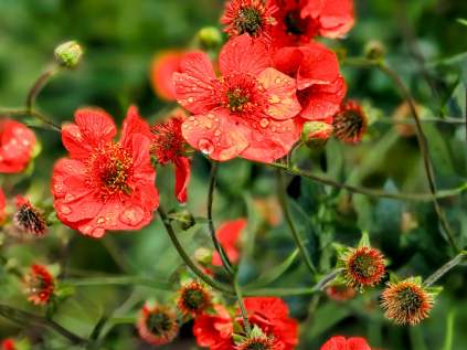 kuklik pixabay prebarveny