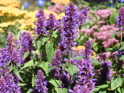 agastache blue 2