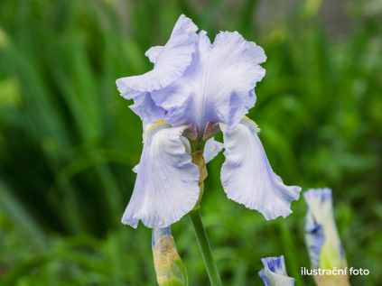 iris germanica blede modry