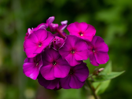 plamenka latnata nicky