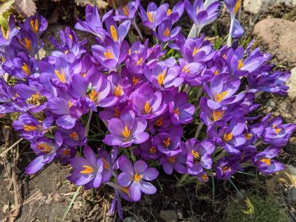 krokus fialovy flower record