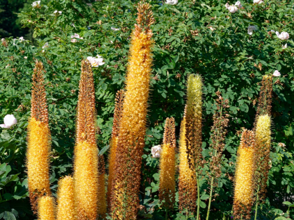 liliochvostec ruiter hybrid