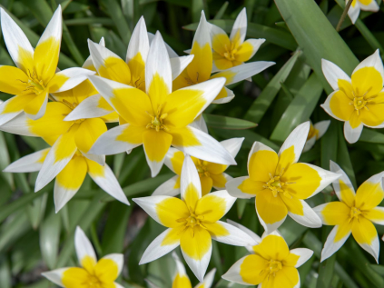 tulipan pozdni botanicky