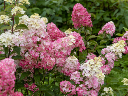 hortenzie latnata fraise melba