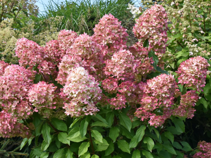 hortenzie latnata graffiti