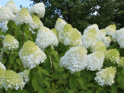 hortenzie latnata limelight