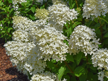 hortenzie latnata skyfall