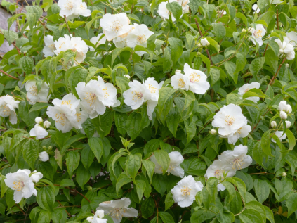 pustoryl belle etoile