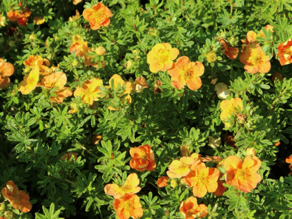 mochna krovita red ace