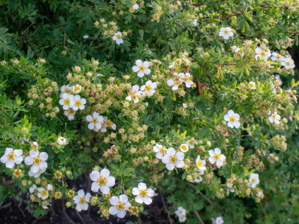 mochna krovita abbotswood