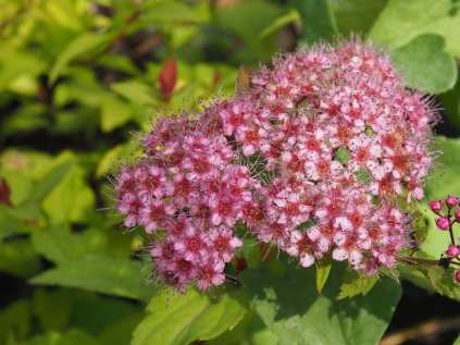 tavolnik japonsky sparkling champagne