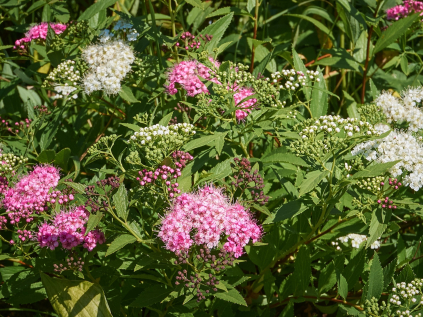 tavolnik japonsky genpei shirobana