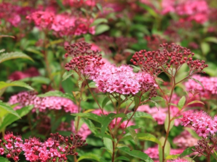 HE Spiraea japonica 'Country Red'