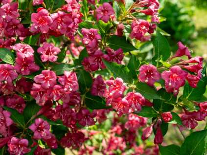 vajgelie bristol ruby