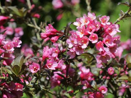vajgelie foliis purpureis