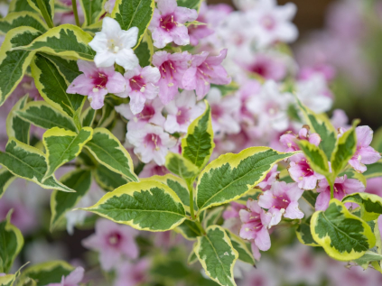 vajgelie nana variegata