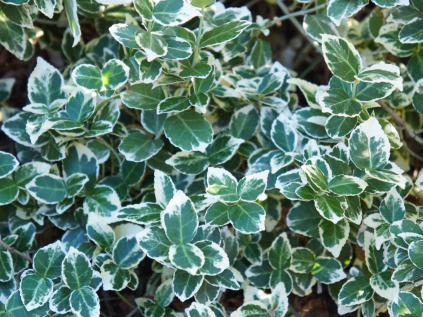 brslen Fortuneův 'Emerald Gaiety'