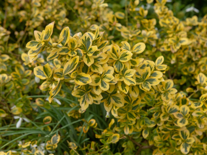 brslen fortuneuv emerald gold