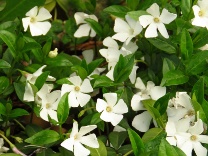 barvinek mensi alba gertrude jekyll