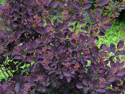 ruj vlasata royal purple
