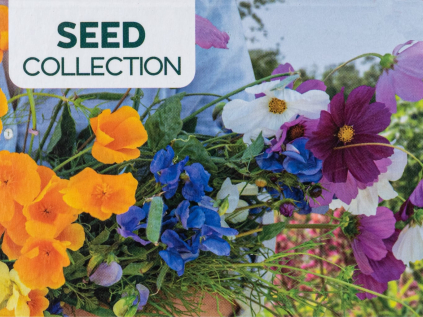 kolekce 6 letnicky A