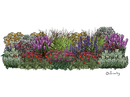 V TRV zahon trvalkovy