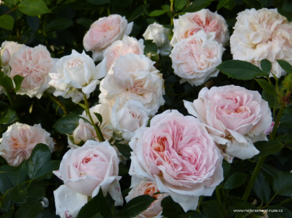 ruze kordes garden of roses