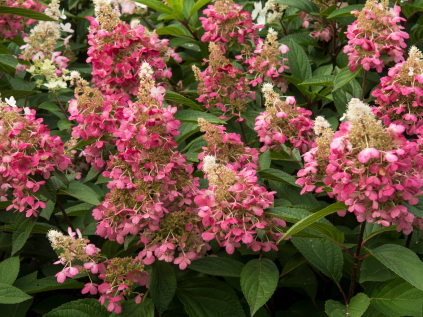 hortenzie latnata candlelight