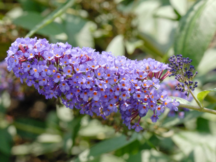 motyli ker ellens blue