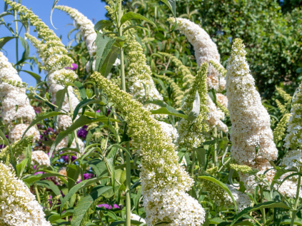 motyli ker white profusion