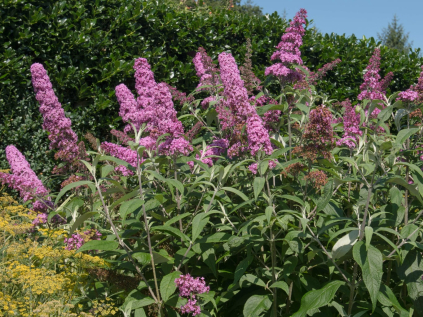 motyli ker pink delight