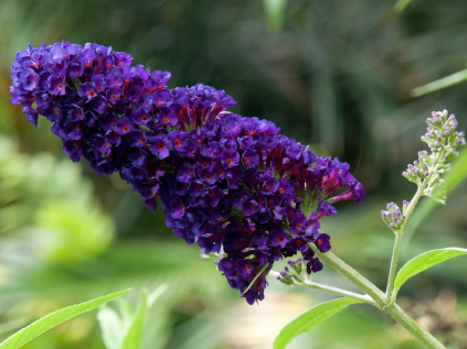 motyli ker black night